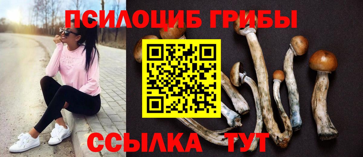 Псилоцибиновые грибы Psilocybe Гай